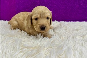 Honey - Mini Dachshund for sale