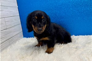 Zazu - Dachshund, Mini for sale