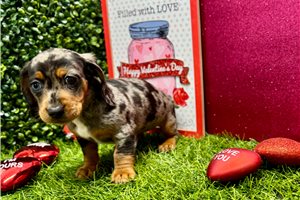 Gypsy - Dachshund, Mini for sale