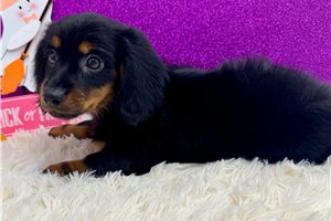 Bellatrix - Mini Dachshund for sale