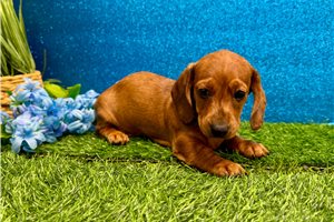 Jack - Dachshund, Mini for sale