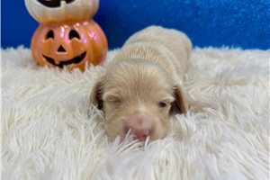 Cupid - puppy for sale
