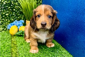 Valance - Dachshund, Mini for sale