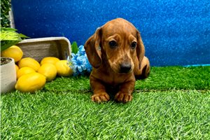 Jack - Mini Dachshund for sale