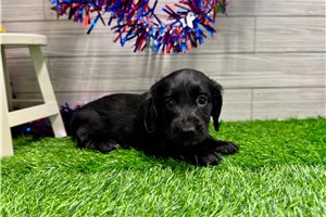 Madeline - Dachshund, Mini for sale