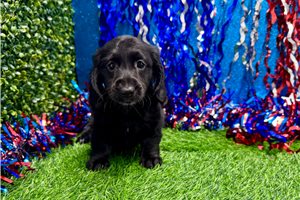 Madeline - Dachshund, Mini for sale