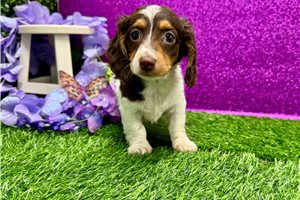 Scout - Dachshund, Mini for sale