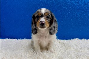 Sergio - Dachshund, Mini for sale