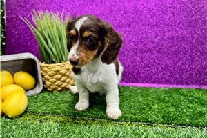 Scout - Dachshund, Mini for sale