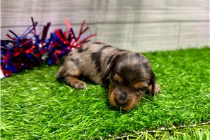 Pocahontas - puppy for sale