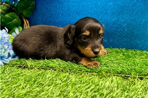 Emerson - puppy for sale