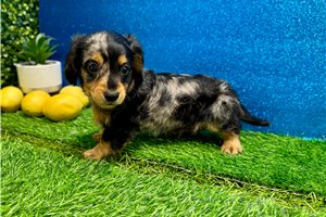 Hudson - Dachshund, Mini for sale