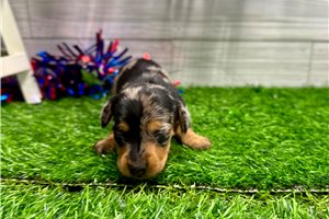 Poof - puppy for sale