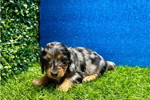 Delta - Dachshund, Mini for sale