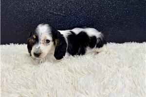 Sammy - puppy for sale