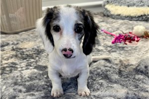 Sansa - Dachshund, Mini for sale