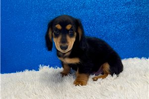 Sturgis - Dachshund, Mini for sale