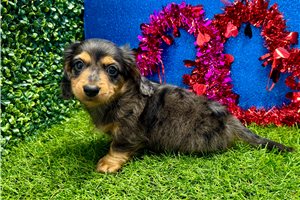 Griffin - Dachshund, Mini for sale