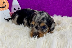 Phoenix - puppy for sale