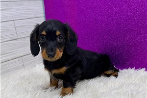 Pheobe - Dachshund, Mini for sale