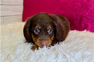 Corrine - Dachshund, Mini for sale