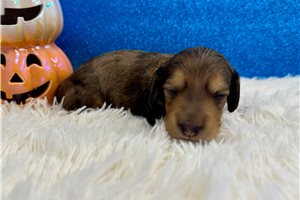 Chester - puppy for sale