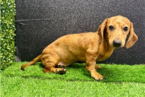 Jack - Dachshund, Mini for sale