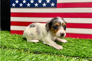 Poppet - Dachshund, Mini for sale