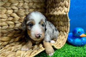 Malcolm - Dachshund, Mini for sale