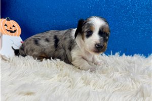 Perry - Mini Dachshund for sale