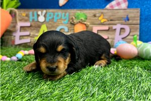 Valentina - Dachshund, Mini for sale