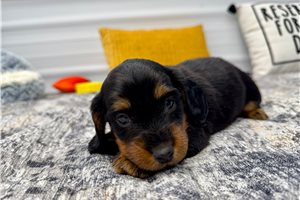Easton - puppy for sale