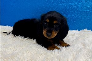 Bayer - Mini Dachshund for sale