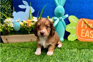 Nanette - Dachshund, Mini for sale