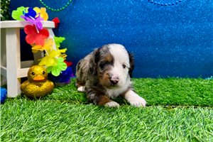 Zachary - Dachshund, Mini for sale