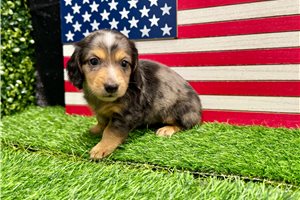 Seth - Mini Dachshund for sale