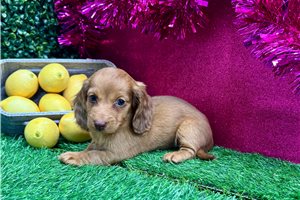 Natasha - Dachshund, Mini for sale