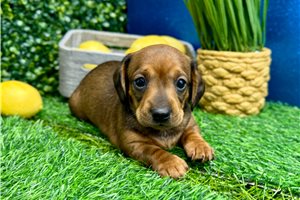 Jenny - Dachshund, Mini for sale