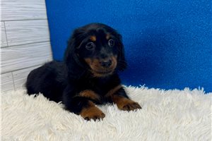 Zazu - Dachshund, Mini for sale