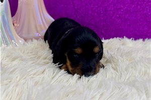Rain - Mini Dachshund for sale