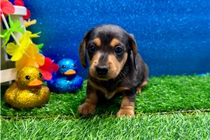 Wilbur - puppy for sale