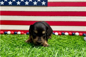 Sunny - Dachshund, Mini for sale