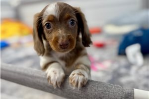 Lassie - Dachshund, Mini for sale