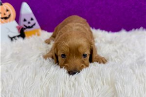 Ripley - puppy for sale