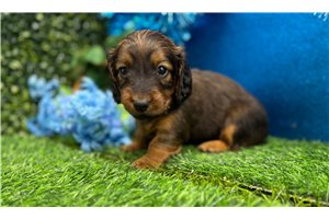 Emma - Dachshund, Mini for sale