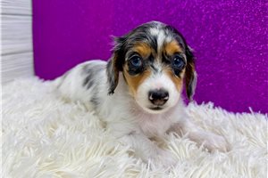 Poppet - Dachshund, Mini for sale