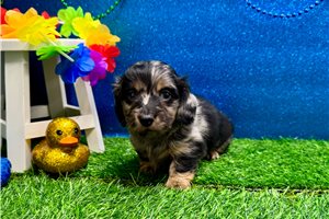 Zinc - puppy for sale