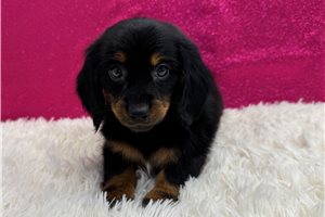 Bellatrix - Mini Dachshund for sale