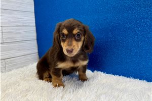 Soloman - puppy for sale