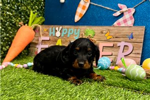Sedona - Dachshund, Mini for sale
